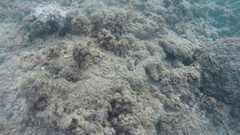 Epinephelus macrospilos