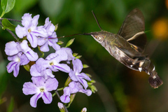 Macroglossum micacea