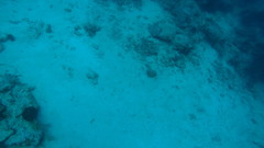 Heteroconger hassi