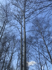Populus