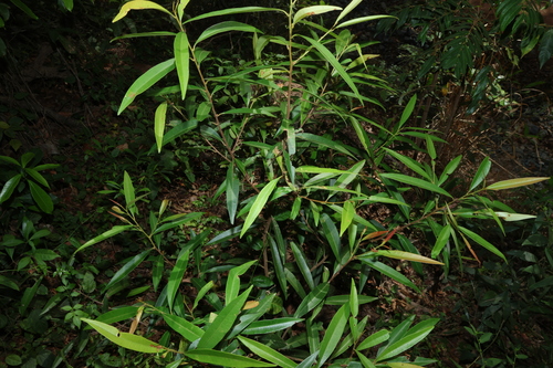 quassia (Samadera bidwillii)
