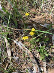 Xerochrysum bracteatum