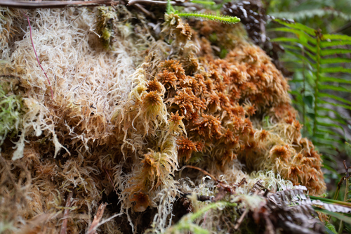 Sphagnum junghuhnianum observed 2026-04-06