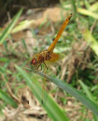 Trithemis aurora