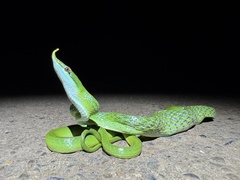 Rhino Rat Snake photo 1