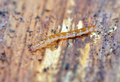 Cucujus cinnaberinus