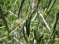 Gymnosporia linearis linearis