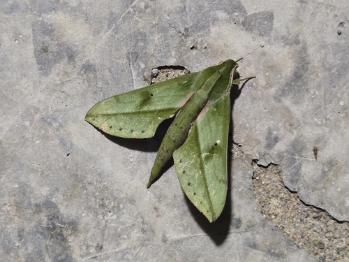 Xylophanes rothschildi