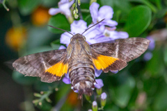 Macroglossum errans