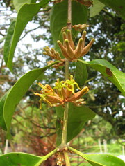 Dendrophthoe pentandra