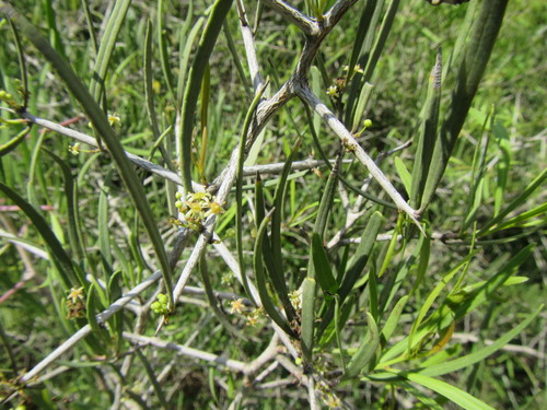 Image of Gymnosporia linearis by (c) douglaseustonbrown, some rights reserved (CC BY-SA)