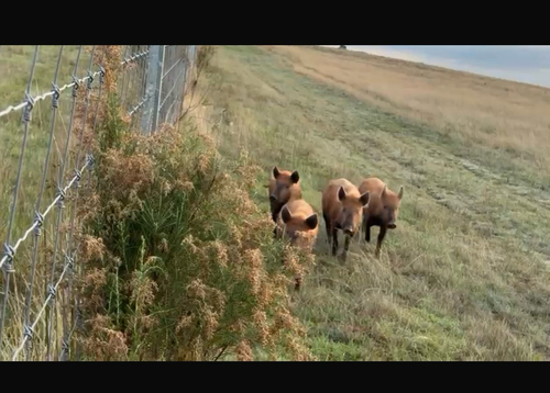 Wild Boar