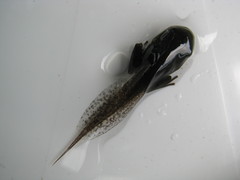 Duttaphrynus melanostictus