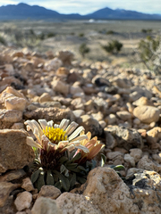 Townsendia jonesii, photograph (c) Parker James Lloyd, some rights reserved (CC BY)