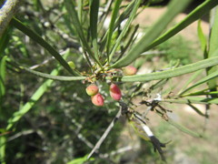 Gymnosporia linearis linearis