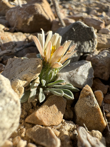 Townsendia jonesii, photograph 3