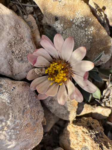 Jones' Townsend Daisy (Townsendia jonesii)