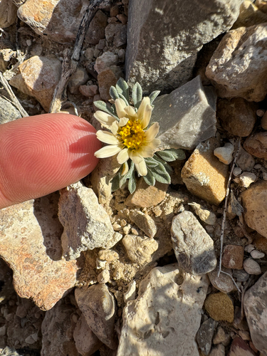 Townsendia jonesii, photograph 4
