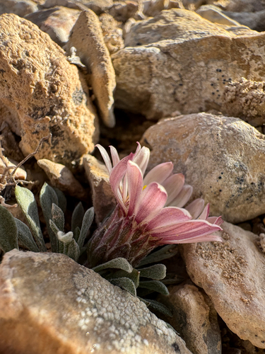 Townsendia jonesii, photograph 2