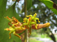 Dendrophthoe pentandra