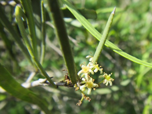 Eastern Cape Narrow-Thorn (Gymnosporia linearis)