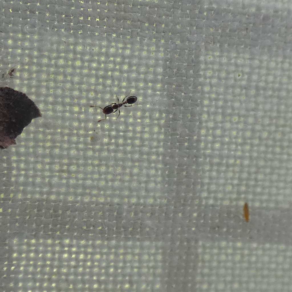 Northern Twig-nesting Thief Ant