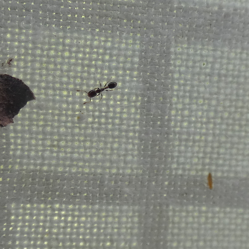 Northern Twig-nesting Thief Ant
