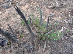 Melaleuca diosmatifolia