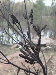 Melaleuca diosmatifolia