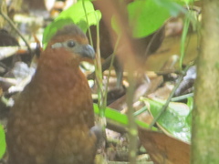 Odontophorus hyperythrus