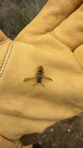 German Yellowjacket