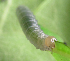 Pristiphora punctifrons
