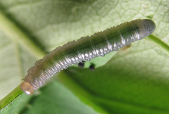 Pristiphora punctifrons