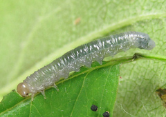 Pristiphora punctifrons