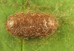 Pristiphora punctifrons
