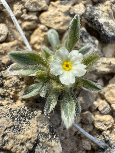 Compact Cryptantha (Oreocarya compacta)