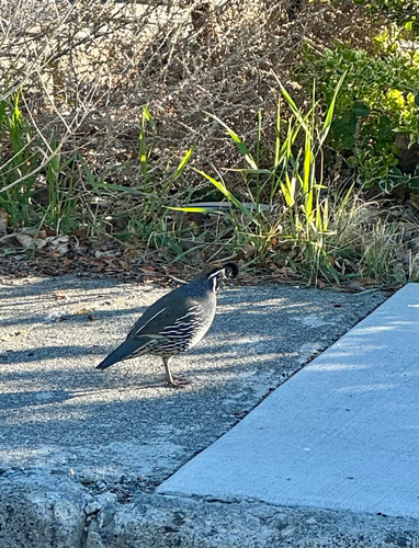 California Quail