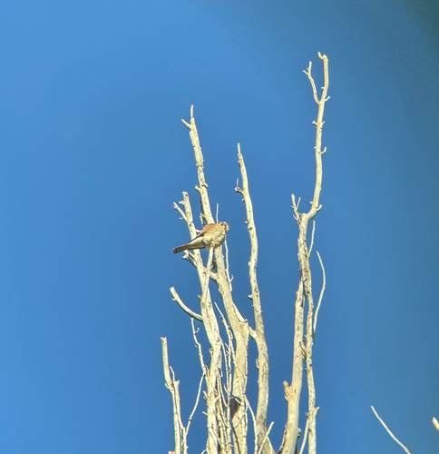 American Kestrel