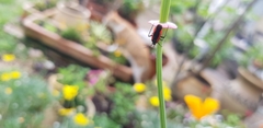 Dionconotus neglectus
