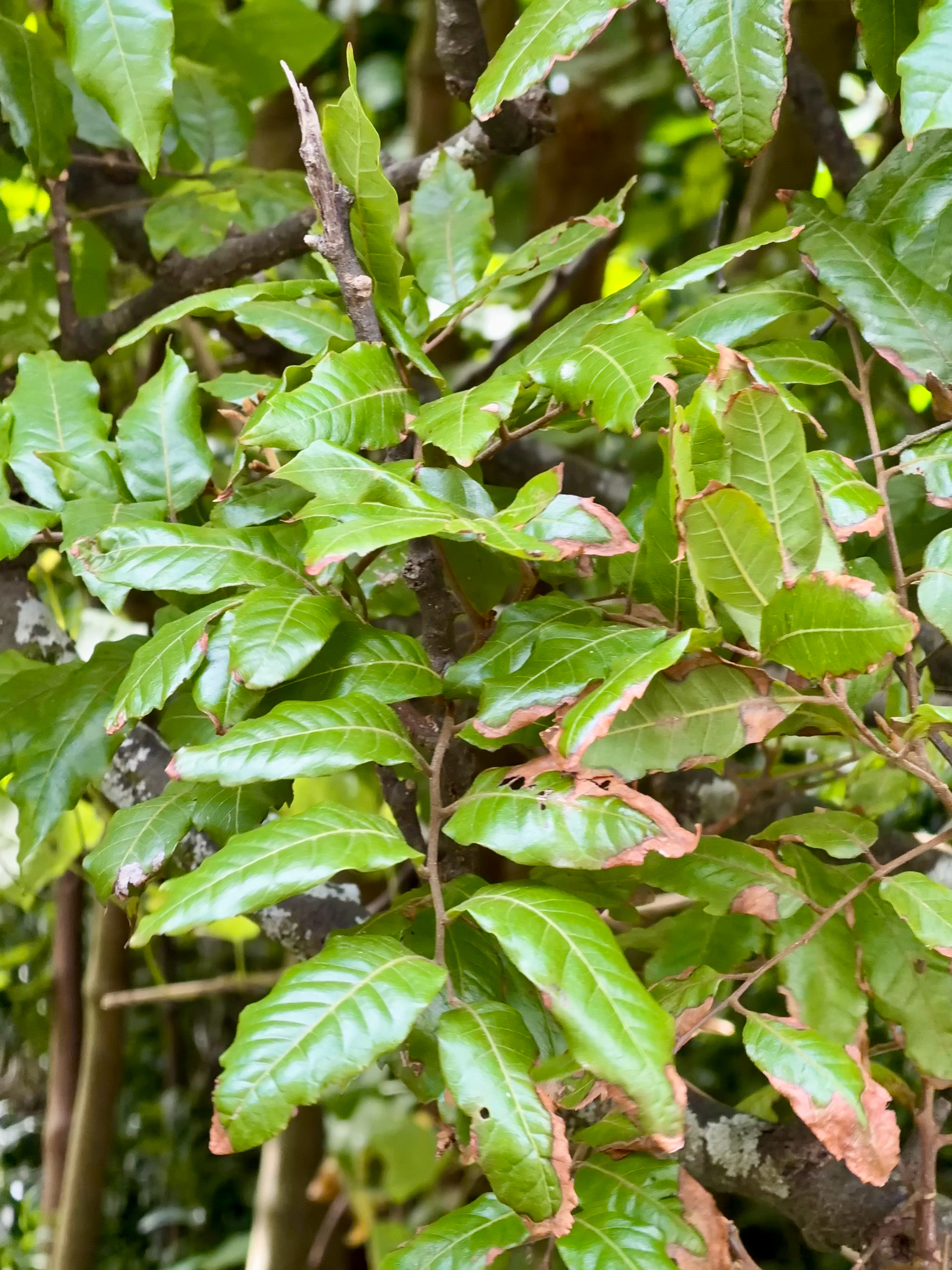 Alectryon Excelsus (Alectryon excelsus)