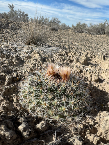 Mountain Ball Cactus (Pediocactus simpsonii)
