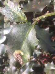 Phytomyza ilicis