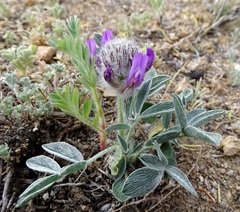 Astragalus laguroides