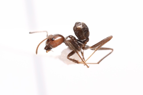 Azteca snellingiAzteca snellingi