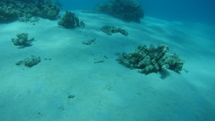 Parapercis hexophtalma