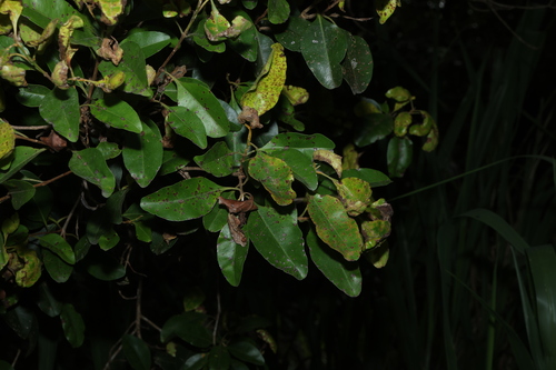 Southern Penda (Xanthostemon oppositifolius)