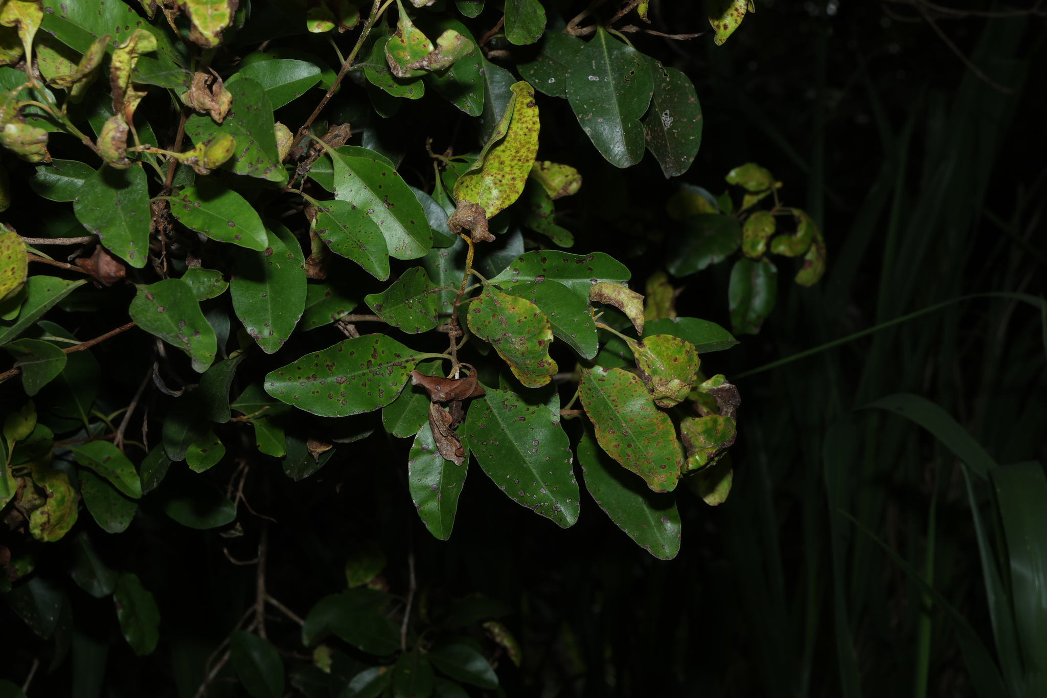 Southern Penda (Xanthostemon oppositifolius)