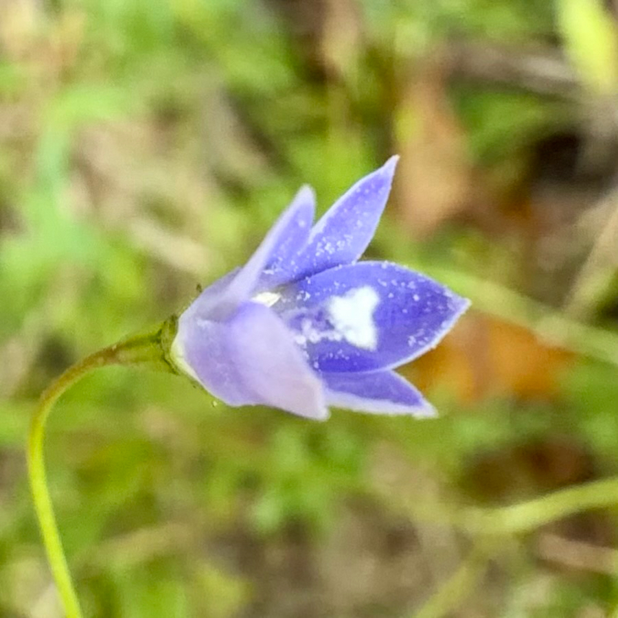New Zealand Bluebell (Wahlenbergia violacea)