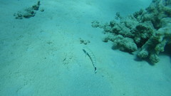 Parapercis hexophtalma