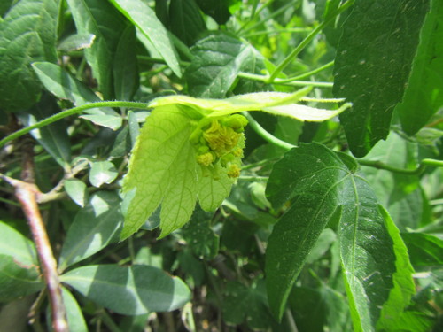 Image of Dalechampia capensis by (c) douglaseustonbrown, some rights reserved (CC BY-SA)